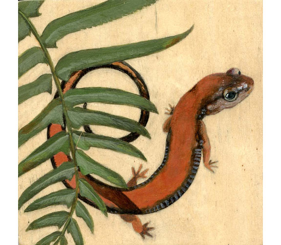"Western Redback Salamander"  by Kristen Etmund
